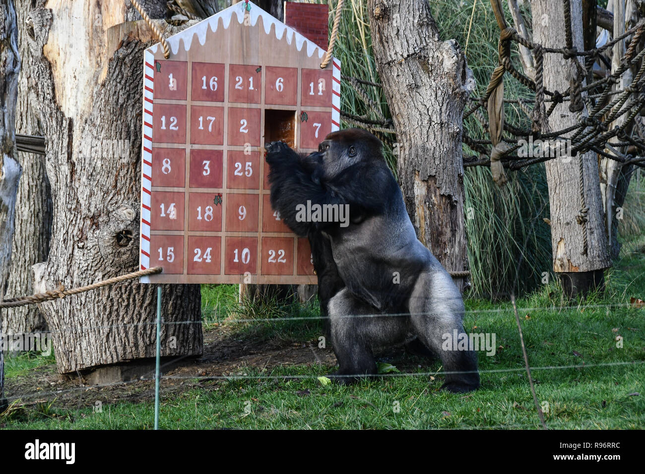 London, Großbritannien. 201Th Dez, 2018. Löwen, Gorillas und Kamele genießen festliche Leckereien Advent- Maßnahmen dieses Weihnachten im ZSL London Zoo am 20. Dezember 2018, London, UK. Bild Capital/Alamy leben Nachrichten Stockfoto