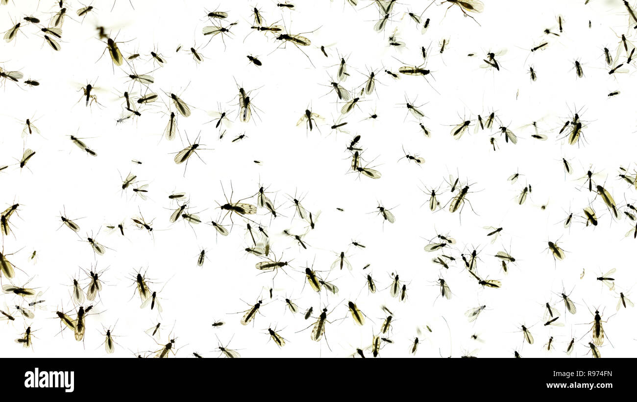 Composite Foto von viele Mücken und fles auf weißem Hintergrund. Stockfoto
