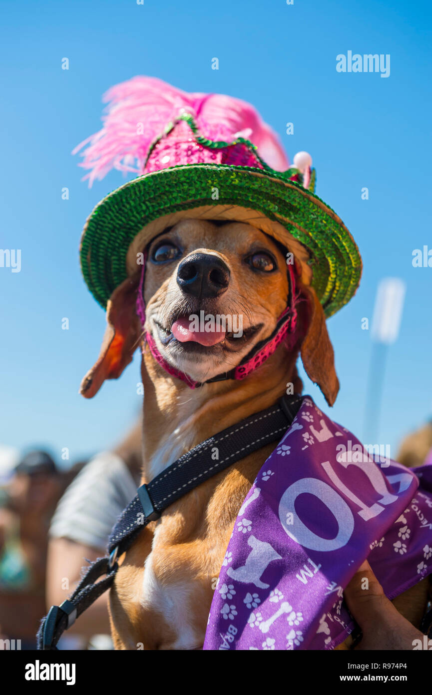 RIO DE JANEIRO - Januar, 2017: ein Hund in einem bunten Kostüm wirft für die Kameras am jährlichen Blocao Karneval Straßenfest für Haustiere in Copacabana. Stockfoto