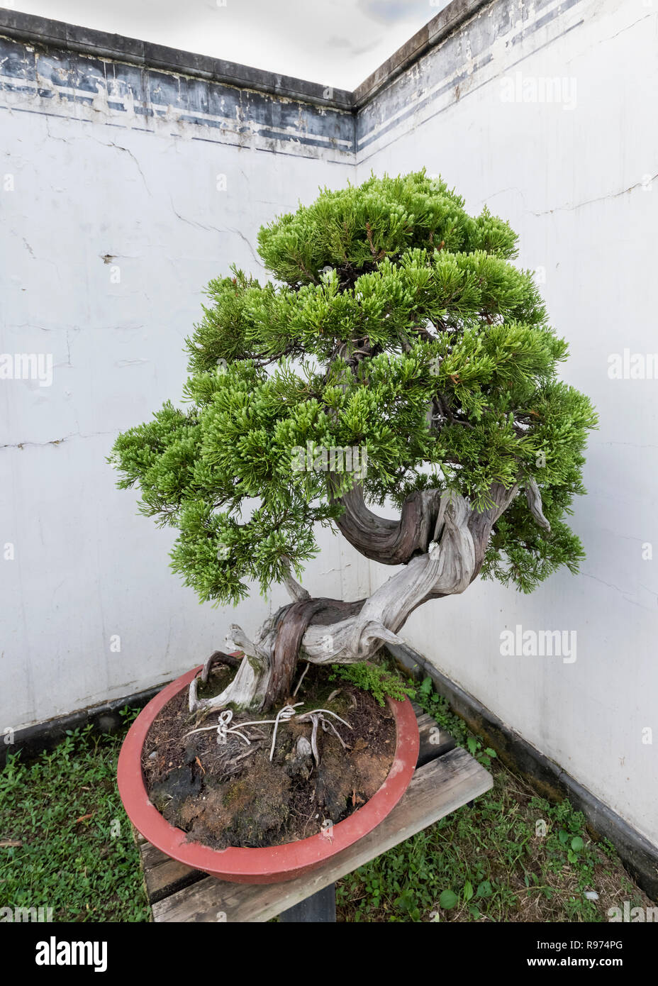smart-bonsai-qi b7 Bonsaify