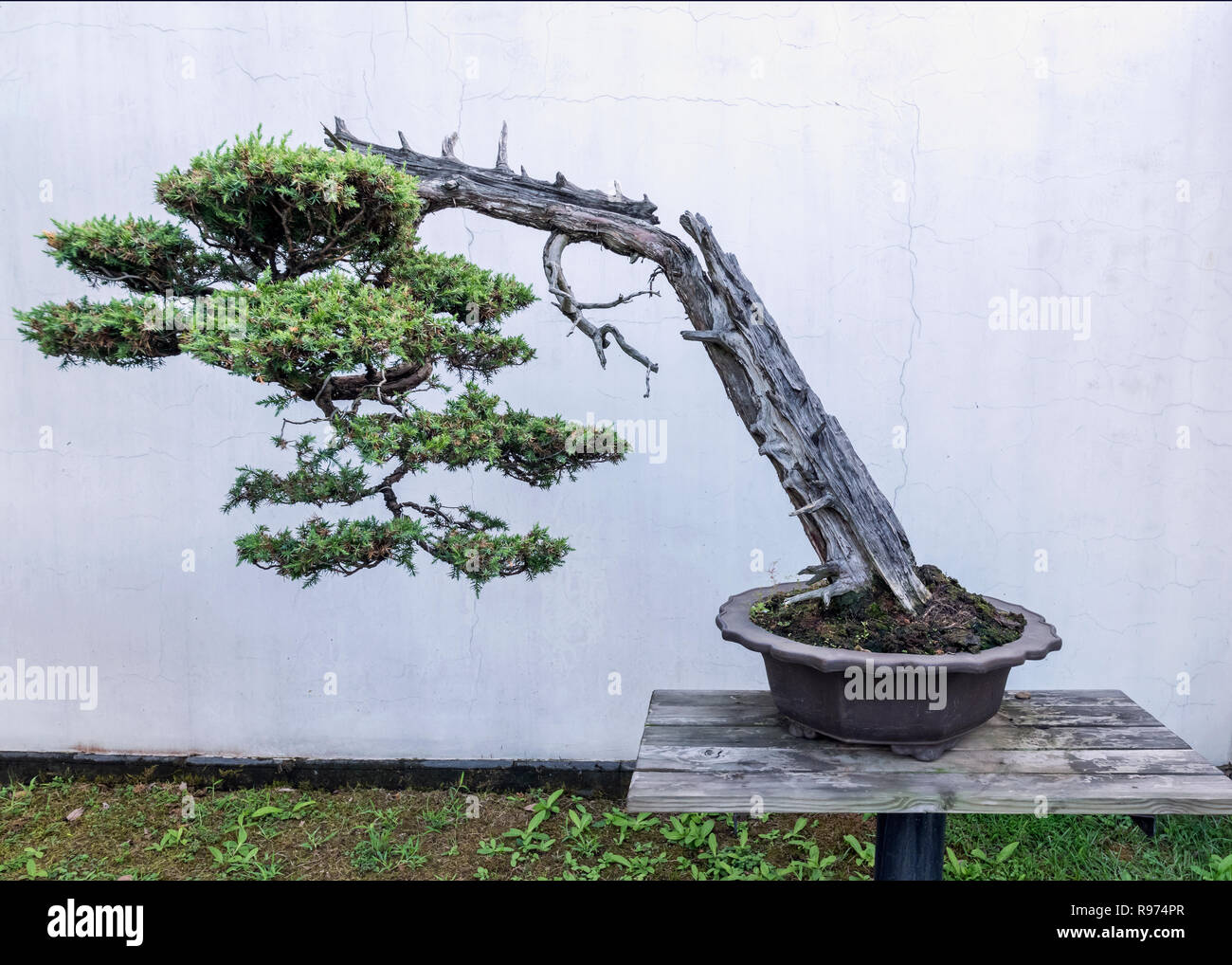 Alte bonsai Pinie, Bao Familie Garten, Shexian, China Stockfoto