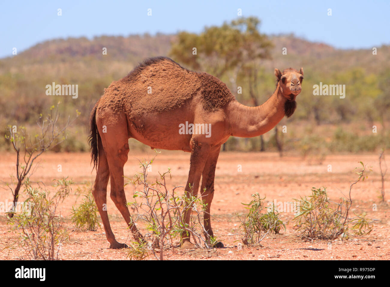 Ein wildes Kamel Camelus dromedarius, stehend in der offenen im Outback westlichen Queensland, Australien Stockfoto