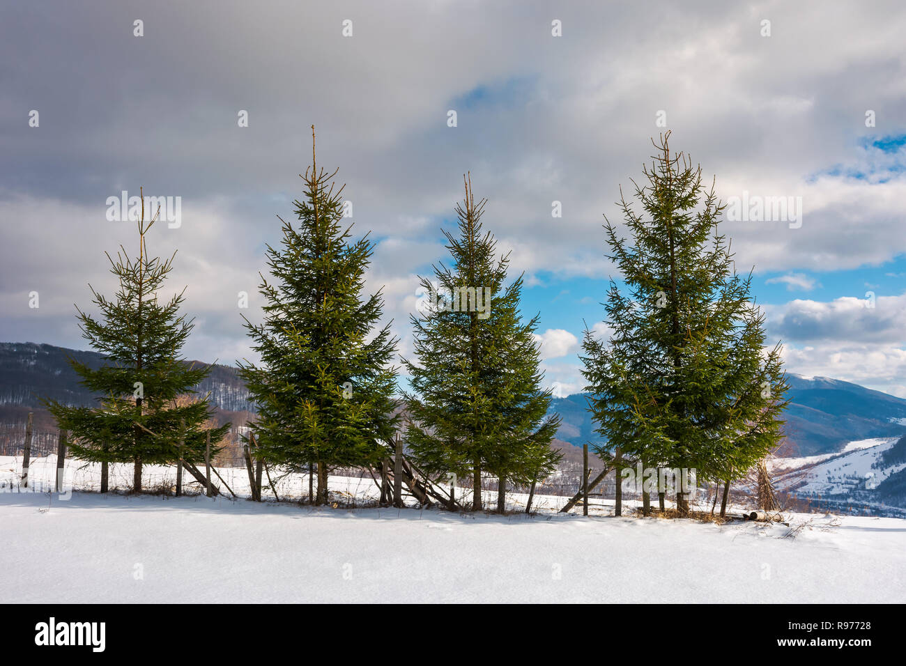 Reihe von Fichten am Rande des schneebedeckten Hang. schöne Winterlandschaft in den Bergen an einem sonnigen Tag mit bewölktem Himmel Stockfoto