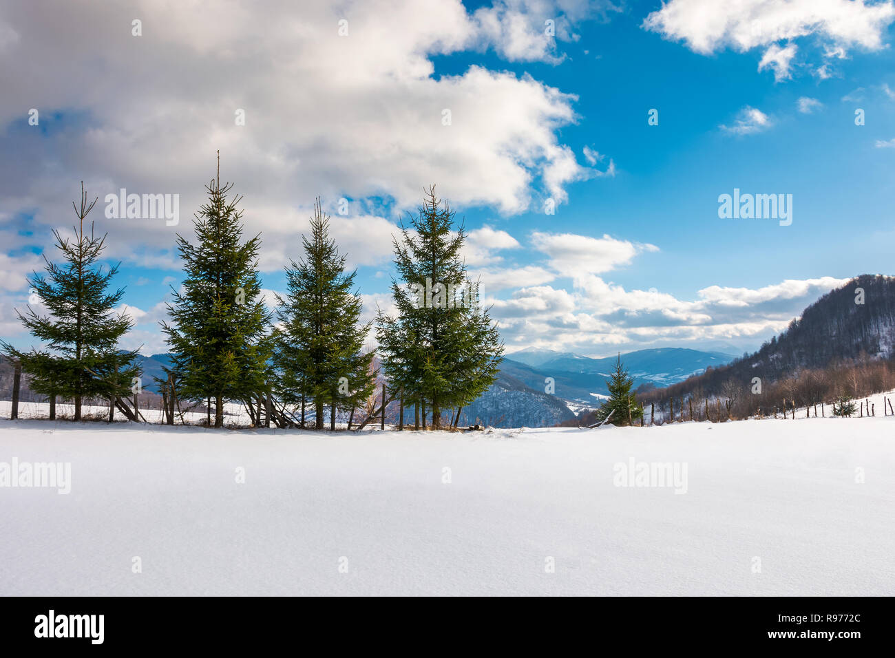 Reihe von Fichten am Rande des schneebedeckten Hang. schöne Winterlandschaft in den Bergen an einem sonnigen Tag mit bewölktem Himmel Stockfoto