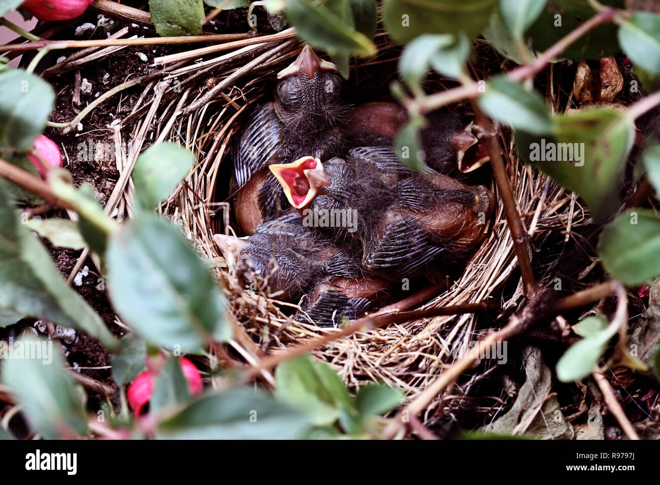 Ein neugeborenes Sparrow erreicht mit seinen Mund öffnen gefüttert zu werden. Stockfoto