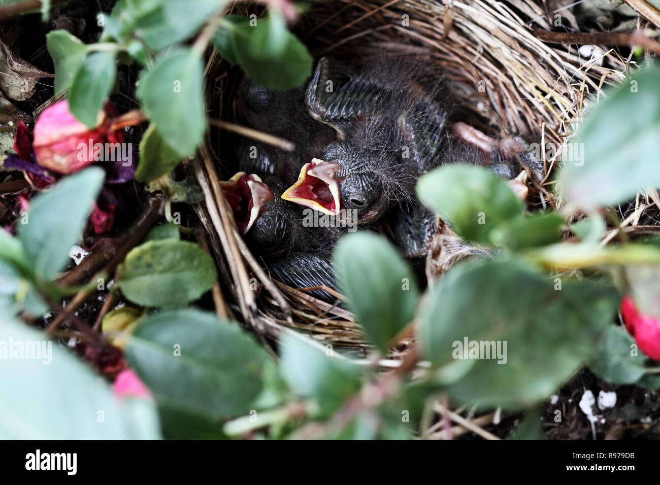 Ein neugeborenes Sparrow erreicht mit seinen Mund öffnen gefüttert zu werden. Stockfoto