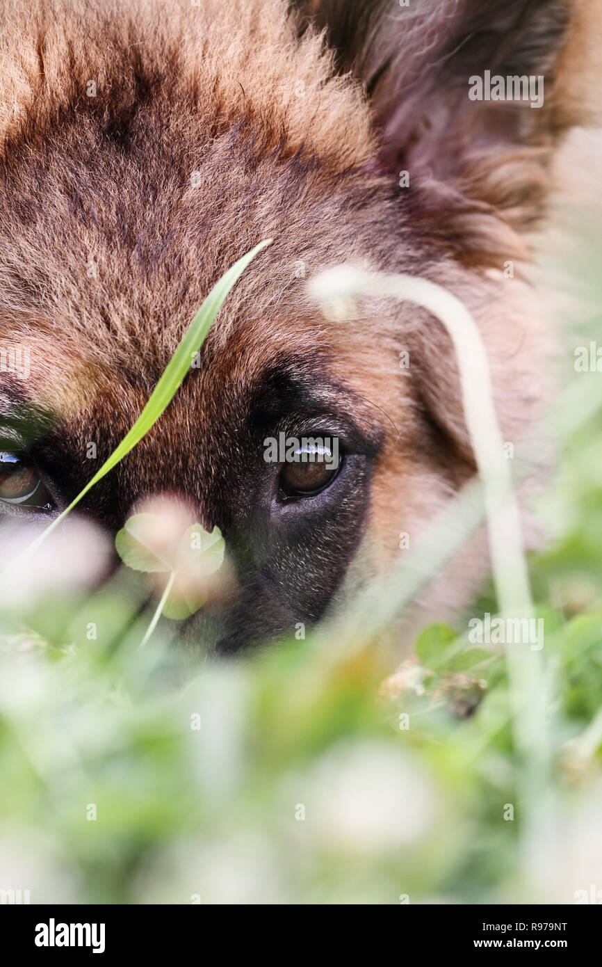 Nahaufnahme einer verspielten sechs Monate alten Schäferhund Welpen in die Kamera schaut. Extrem flache Tiefenschärfe mit selektiven Fokus auf Hunde Augen. Stockfoto