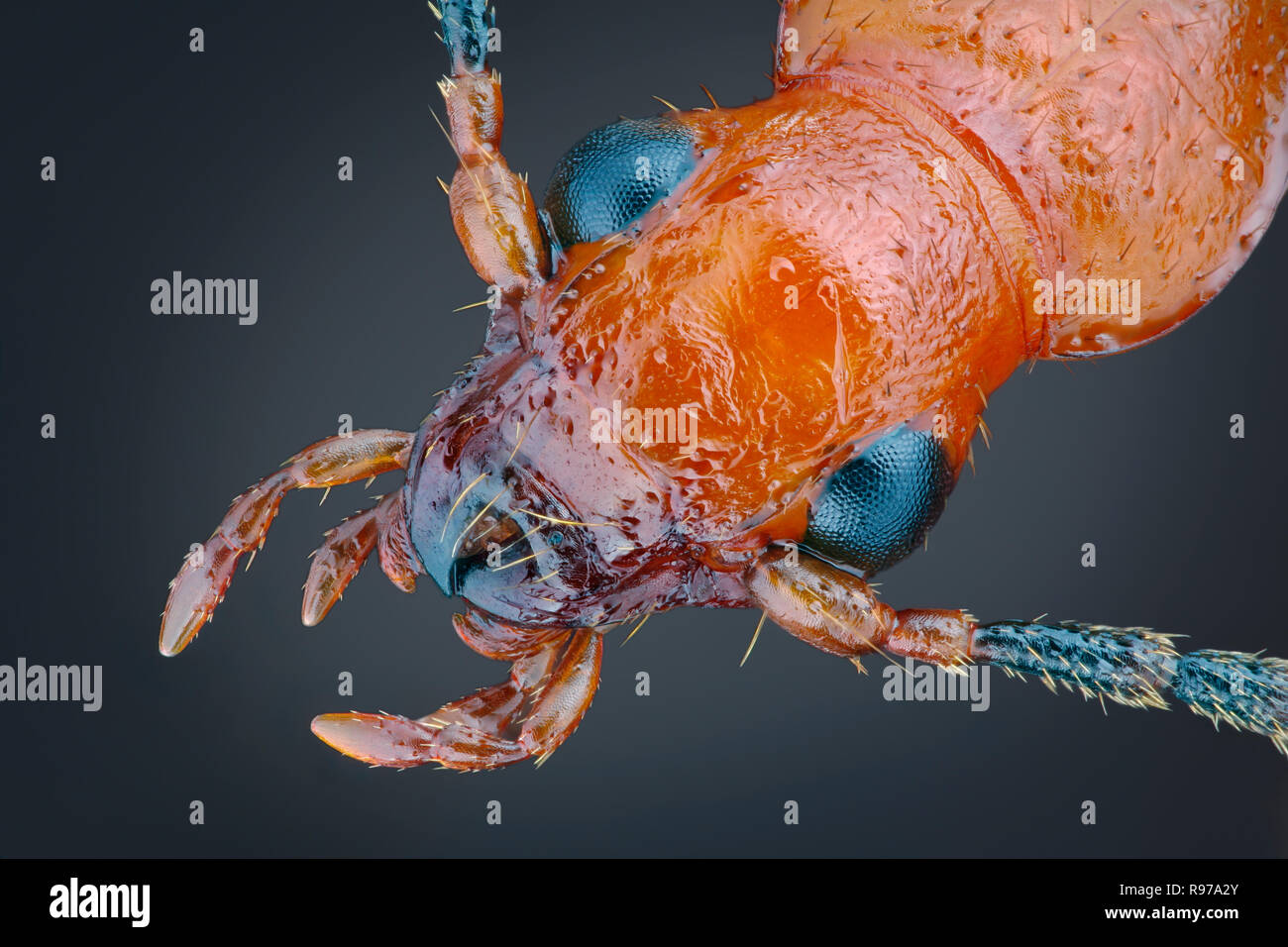 Kopf einer Bombardier beetle (Brachinus explodens) Stockfoto