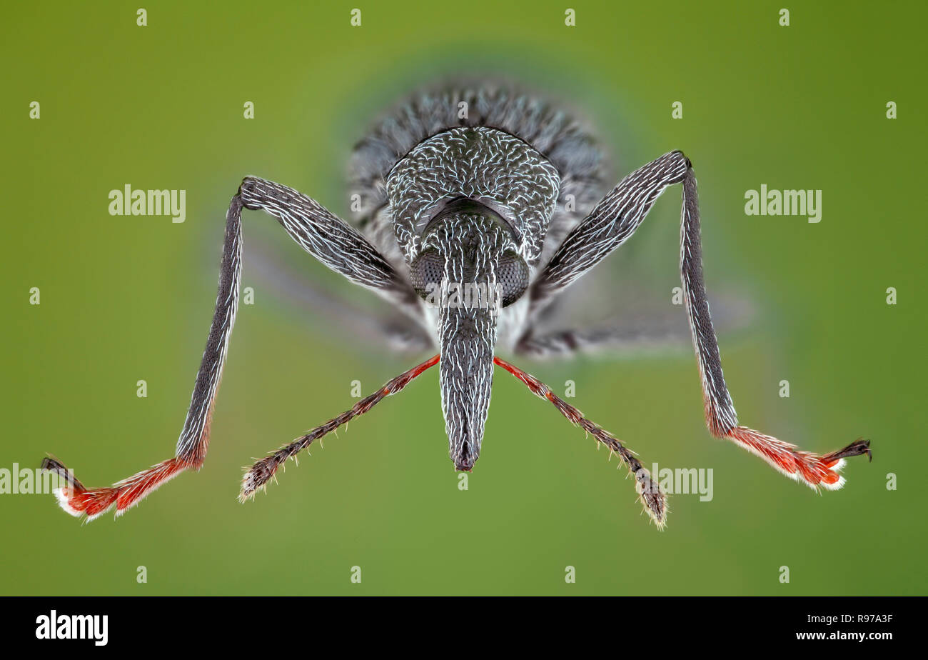 Wenig Rüsselkäfer (Curculionidae) Stockfoto