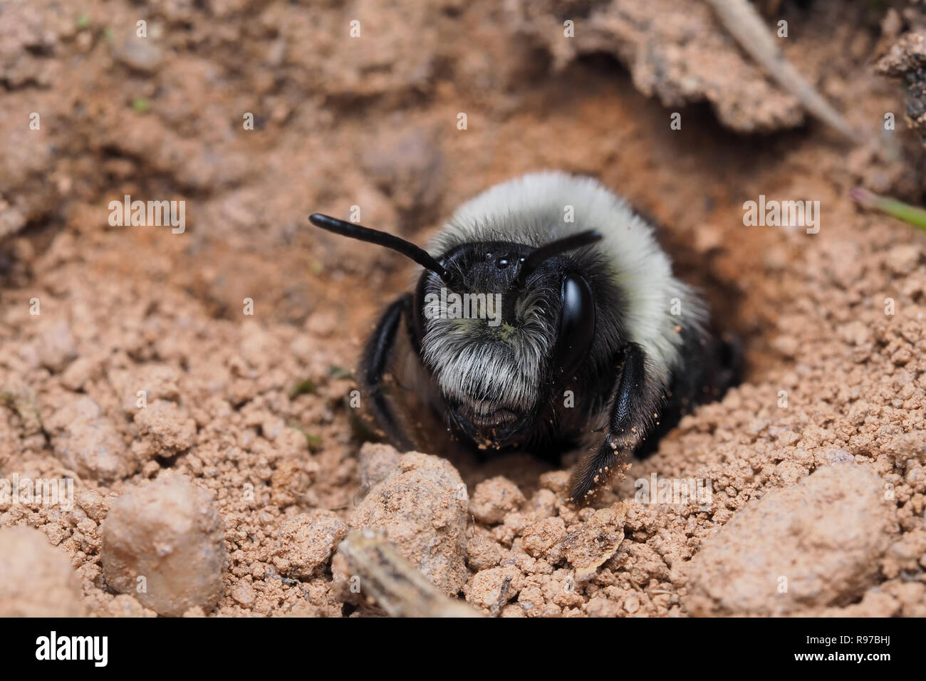 Ashy Bergbau Biene (Andrena zinerarie) Blick von seinem Nest oder Graben. Tipperary, Irland Stockfoto
