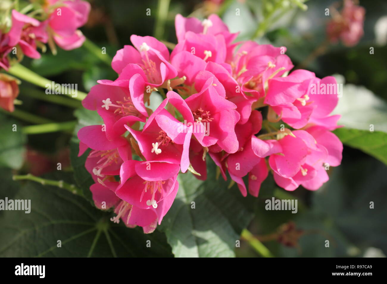 Seltene Rosa Dombeya Dombeya, calantha, blühende Pflanze, bei der Think Pink  Holiday Flower Show am Garfield Park Conservatory in Chicago, Illinois  Stockfotografie - Alamy