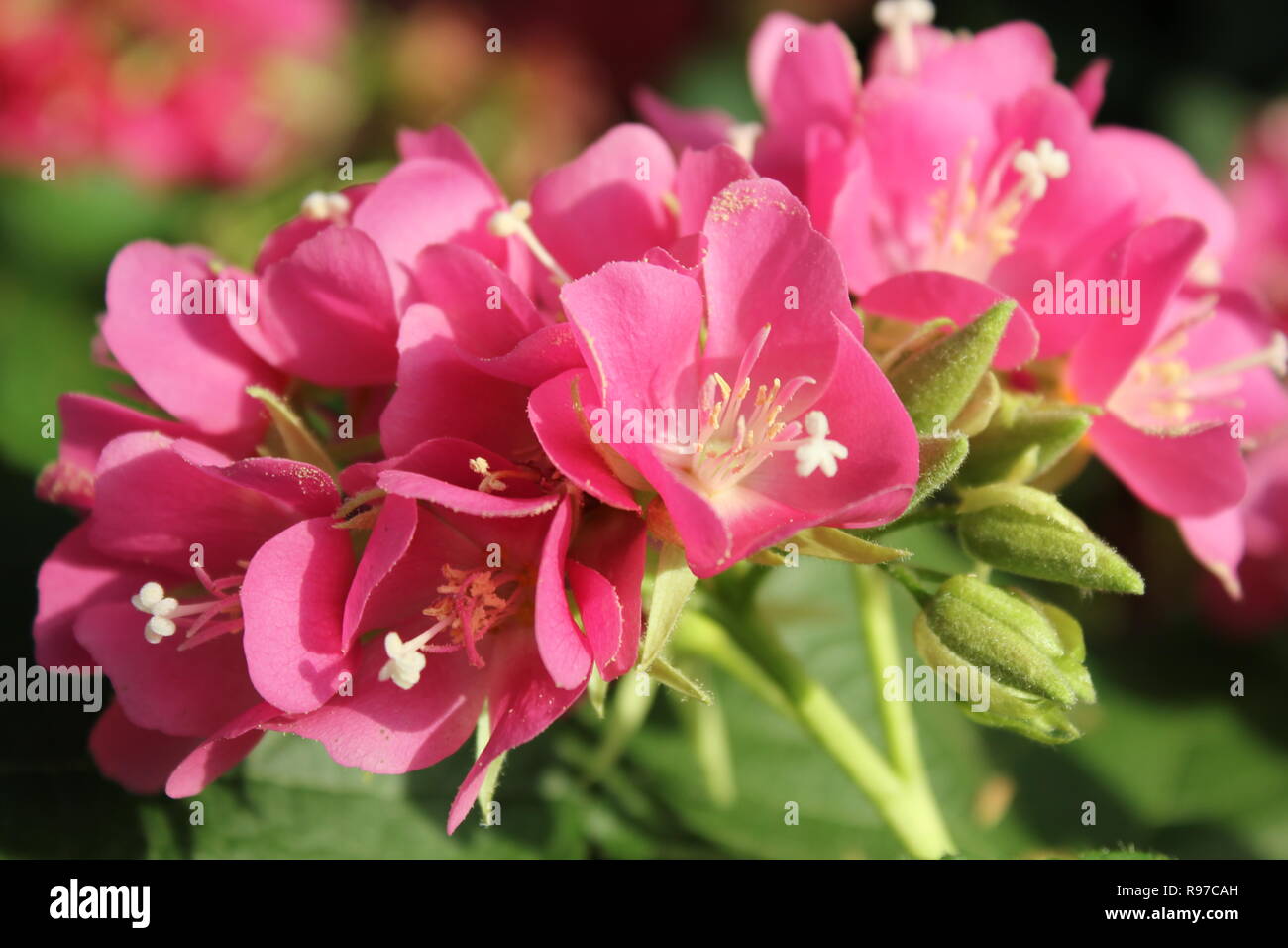 Seltene rosa Dombeya, Dombeya calantha, rosa blühende Pflanze, die auf der  sonnigen Wiese wächst Stockfotografie - Alamy