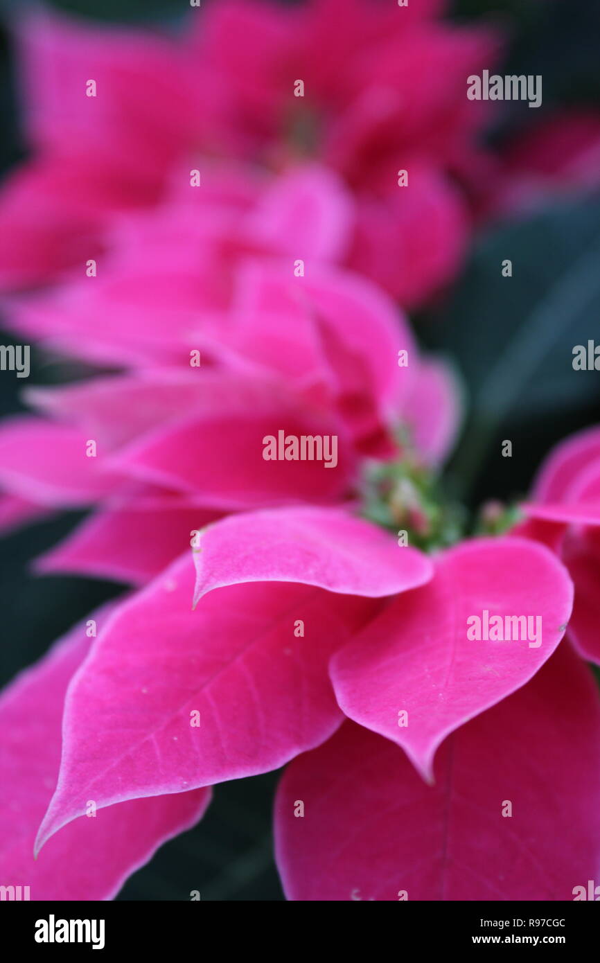 Euphorbia Pulcherrima Weihnachten Stern Pollys Rosa