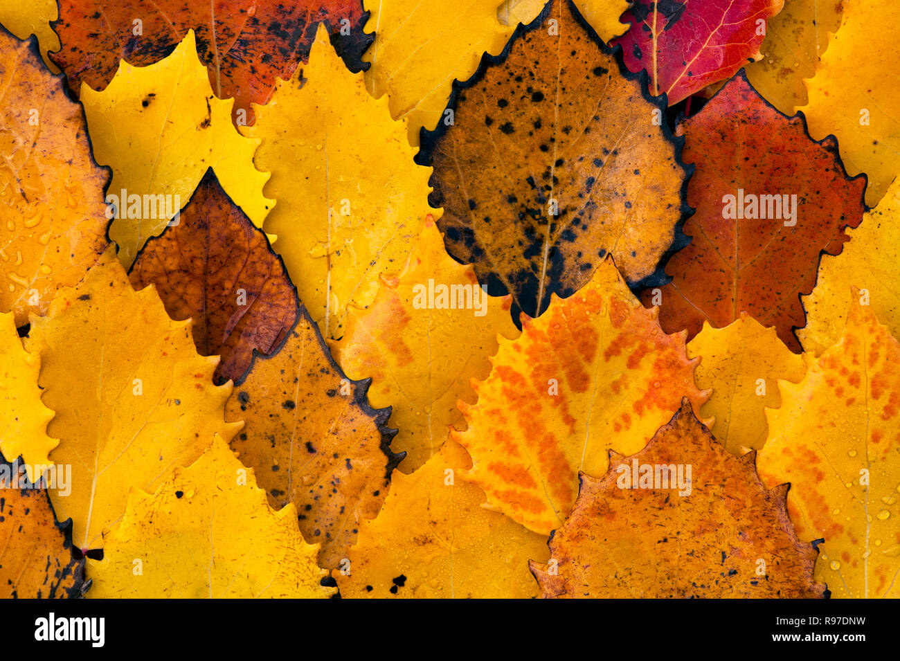 Herbst birke Blätter auf Waldboden mit Natur Muster Stockfoto