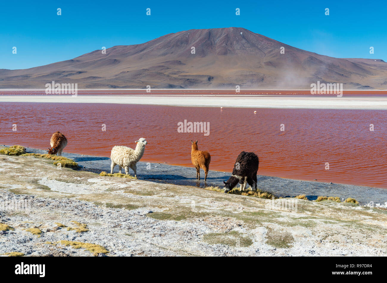Vier alpakas vor der berühmten Laguna Colorada oder Rote Lagune mit Flamingo im Hintergrund in der Nähe des Uyuni Salzsee (Salar de Uyuni), Bolivien. Stockfoto