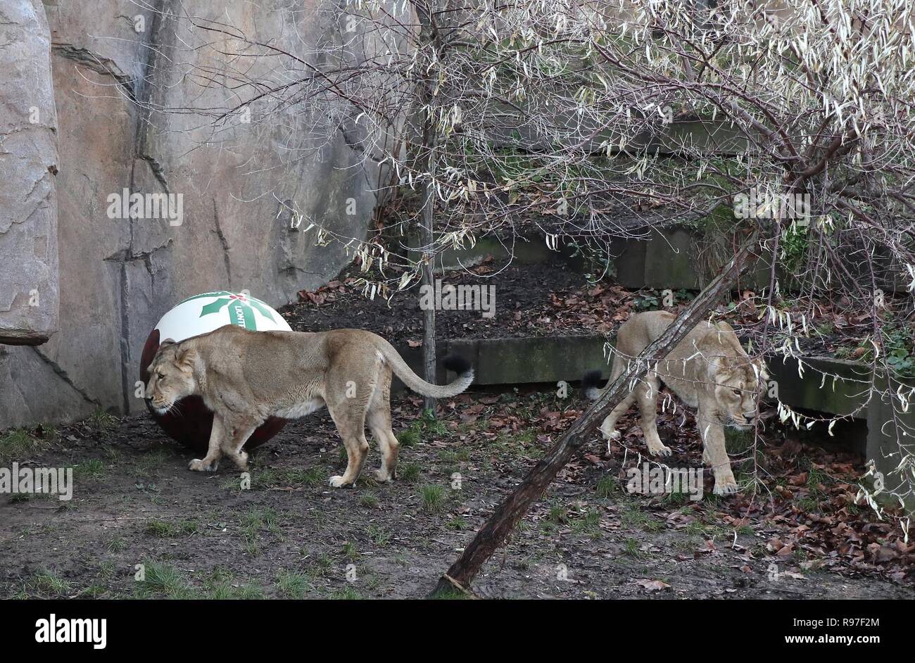 Tierische Abenteuer im ZSL London Zoo vom 20. Dezember 2018 Stockfoto