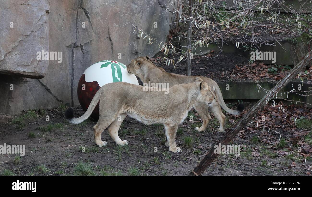 Tierische Abenteuer im ZSL London Zoo vom 20. Dezember 2018 Stockfoto