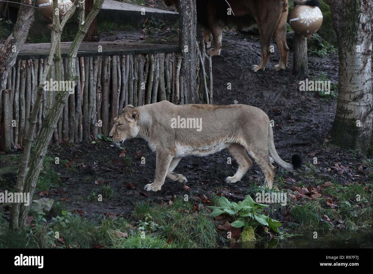 Tierische Abenteuer im ZSL London Zoo vom 20. Dezember 2018 Stockfoto