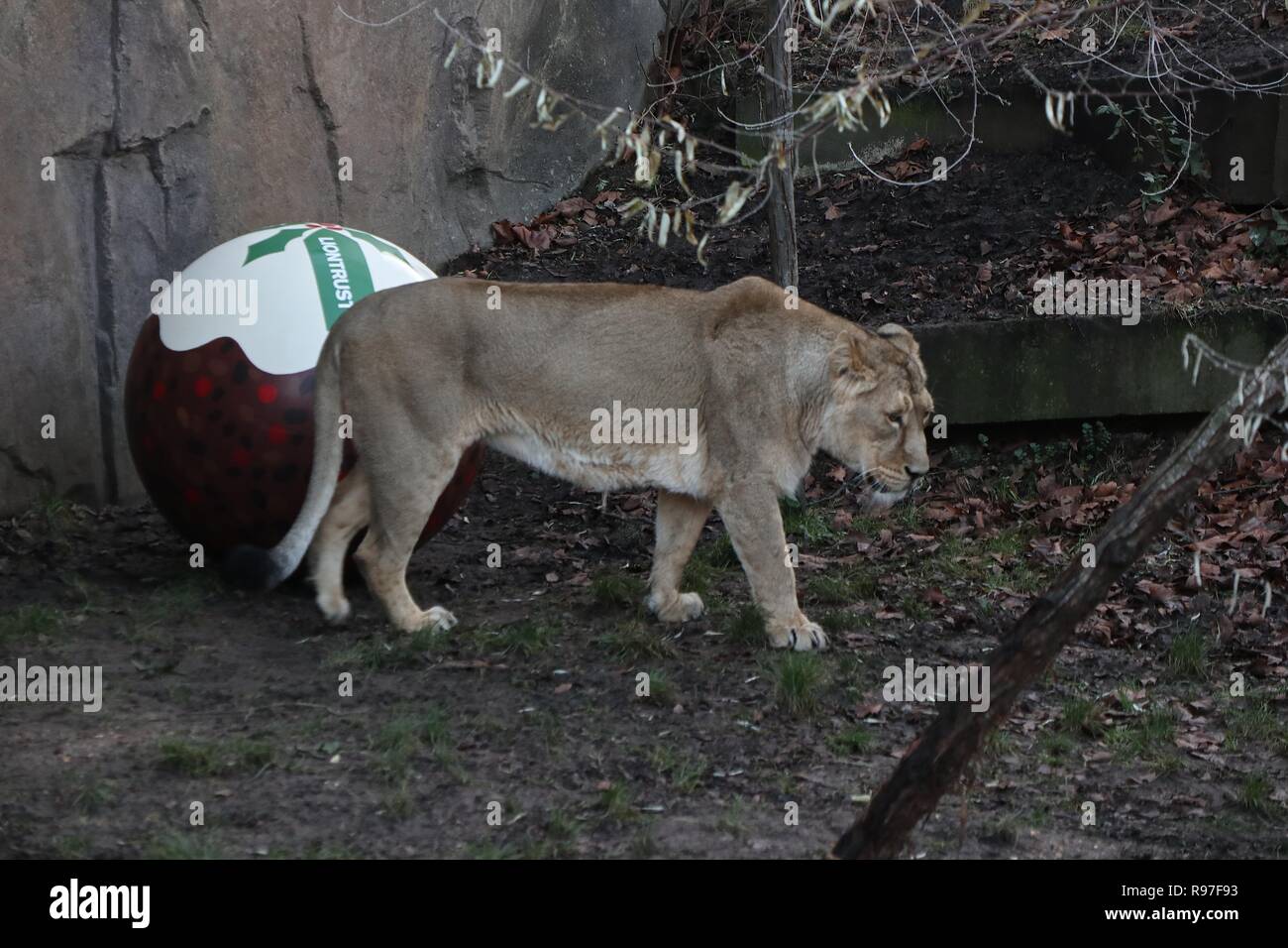 Tierische Abenteuer im ZSL London Zoo vom 20. Dezember 2018 Stockfoto