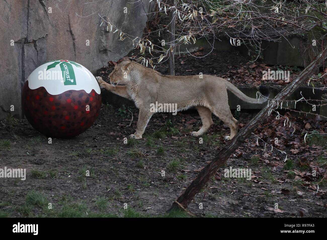 Tierische Abenteuer im ZSL London Zoo vom 20. Dezember 2018 Stockfoto