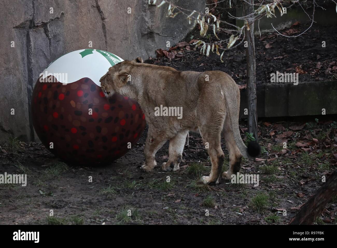 Tierische Abenteuer im ZSL London Zoo vom 20. Dezember 2018 Stockfoto