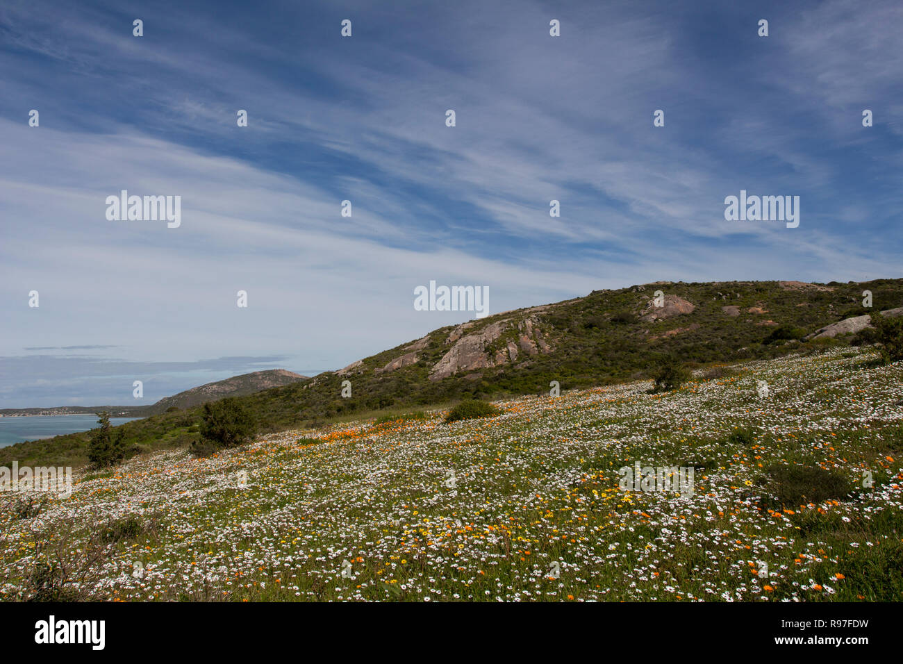 Wilde Blumen in voller Blüte an der südafrikanischen Westküste in den West Coast National Park Stockfoto