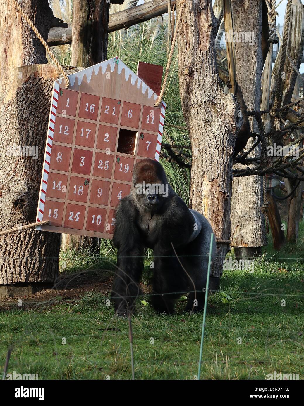 Tierische Abenteuer im ZSL London Zoo vom 20. Dezember 2018 Stockfoto