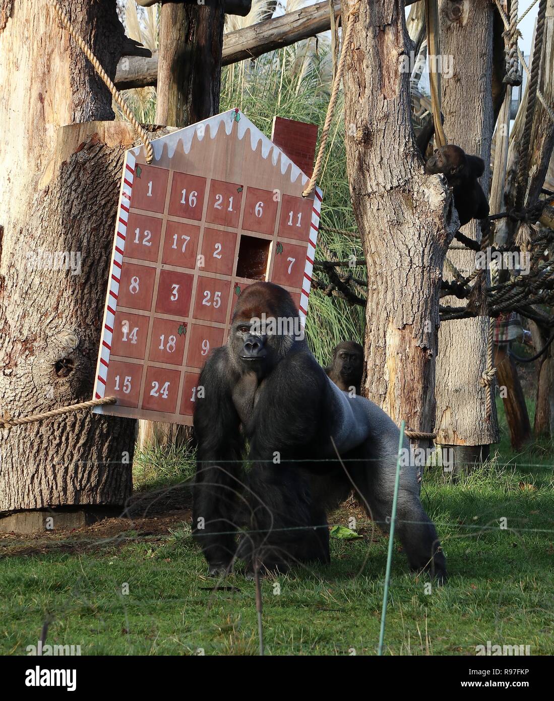 Tierische Abenteuer im ZSL London Zoo vom 20. Dezember 2018 Stockfoto