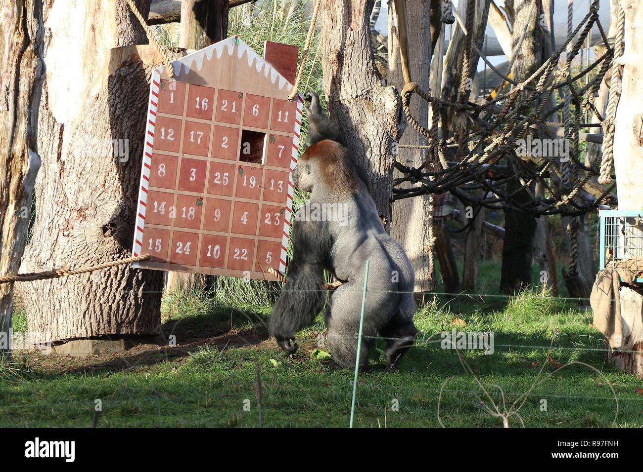 Tierische Abenteuer im ZSL London Zoo vom 20. Dezember 2018 Stockfoto