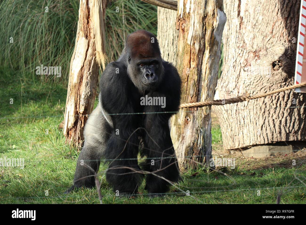 Tierische Abenteuer im ZSL London Zoo vom 20. Dezember 2018 Stockfoto