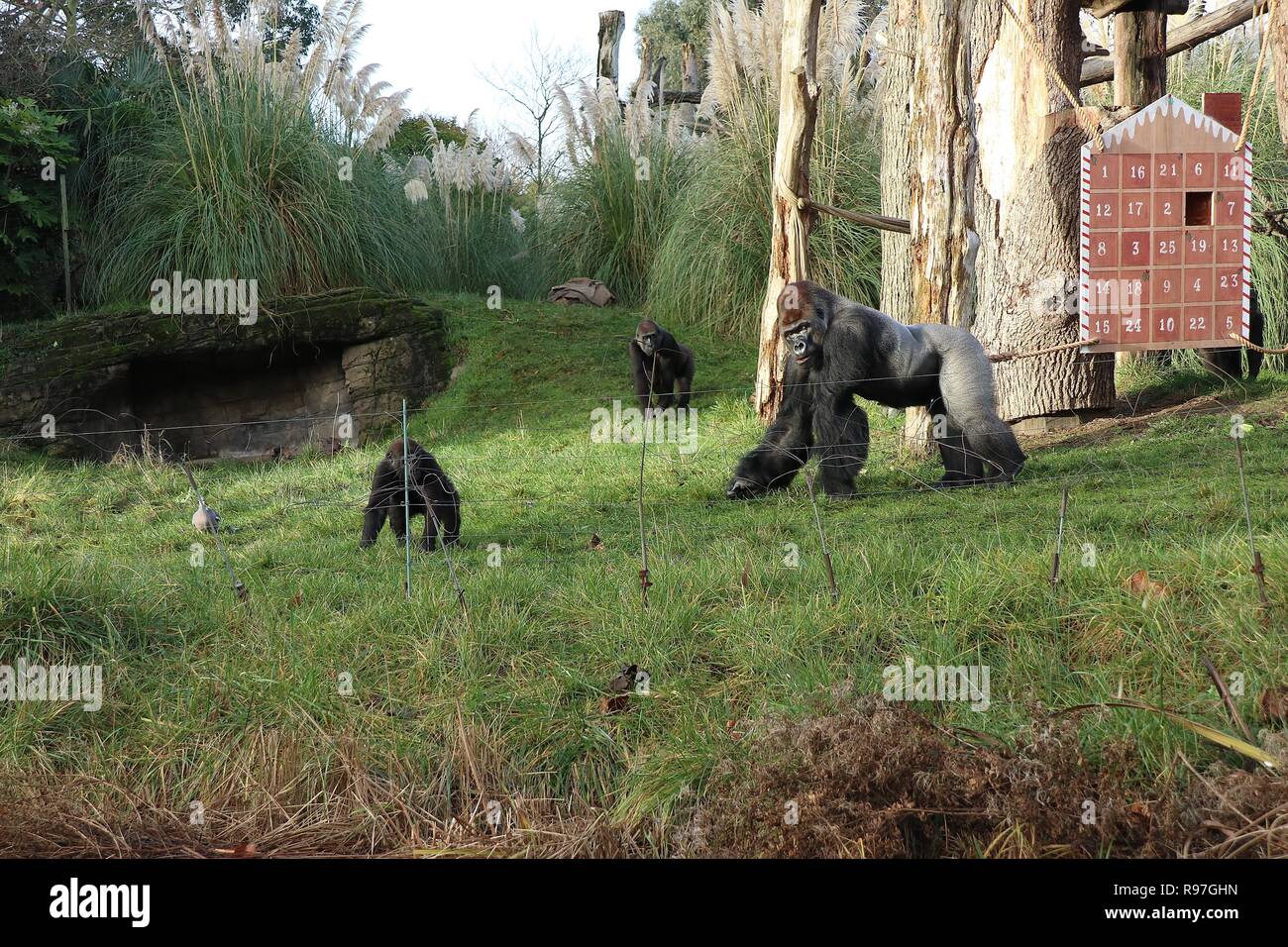 Tierische Abenteuer im ZSL London Zoo vom 20. Dezember 2018 Stockfoto