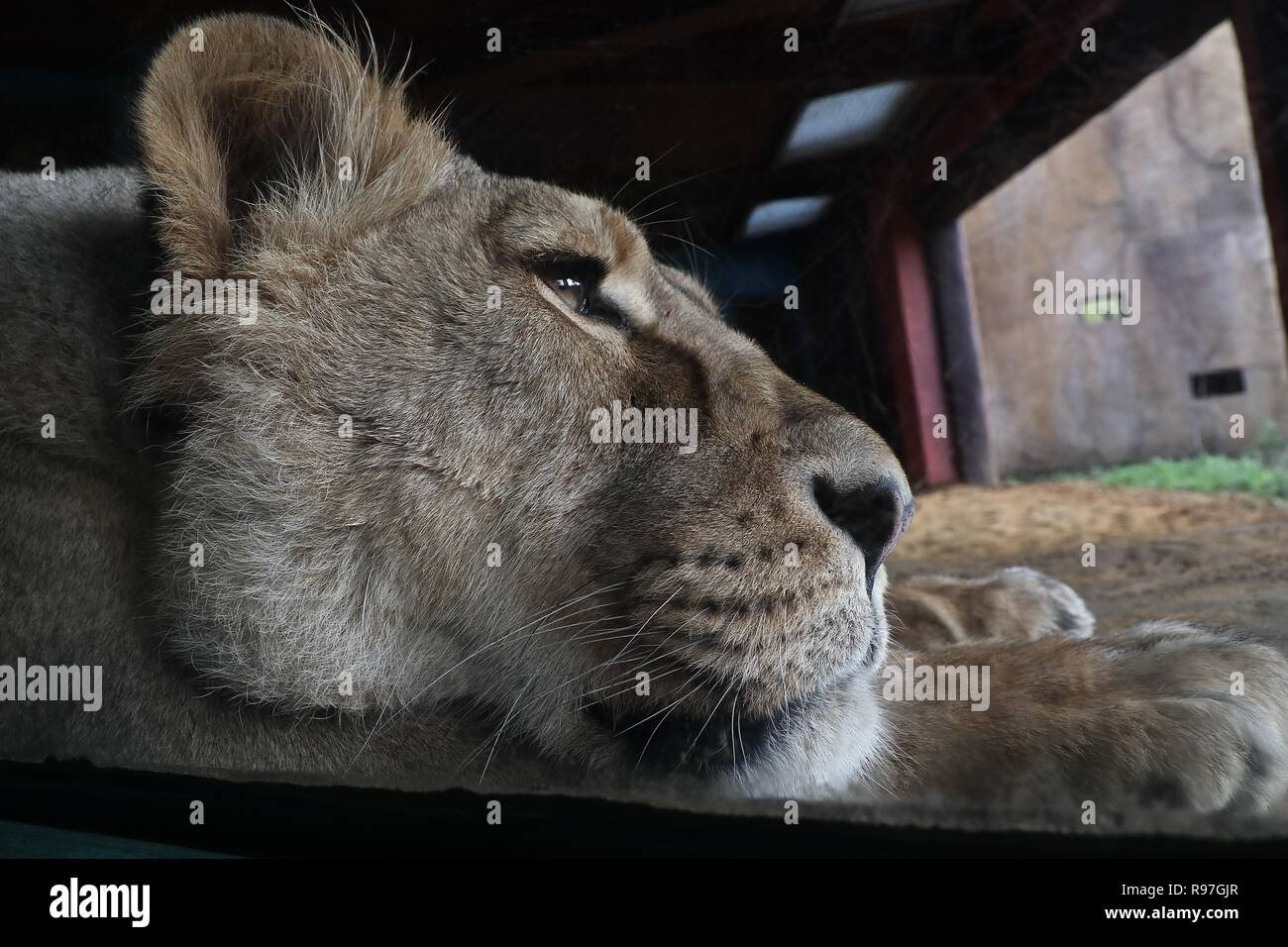 Tierische Abenteuer im ZSL London Zoo vom 20. Dezember 2018 Stockfoto