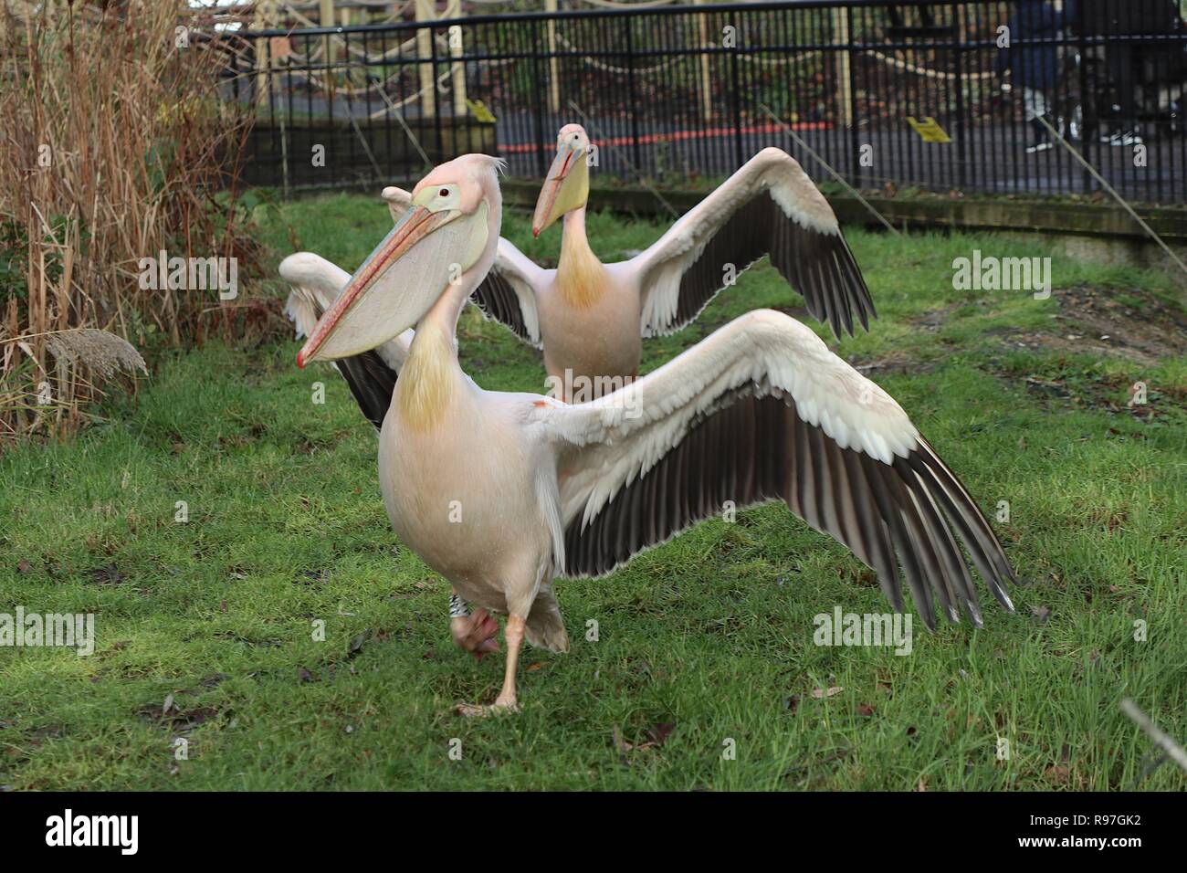 Tierische Abenteuer im ZSL London Zoo vom 20. Dezember 2018 Stockfoto