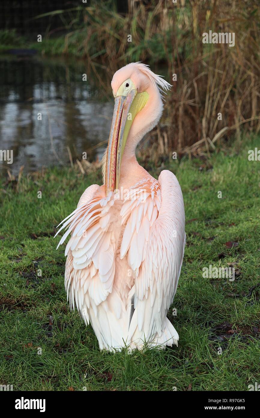 Tierische Abenteuer im ZSL London Zoo vom 20. Dezember 2018 Stockfoto