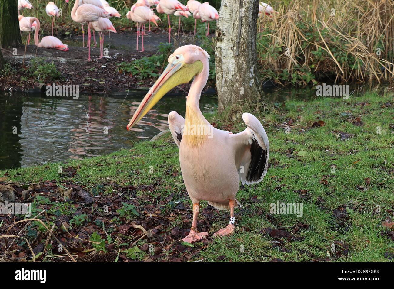 Tierische Abenteuer im ZSL London Zoo vom 20. Dezember 2018 Stockfoto