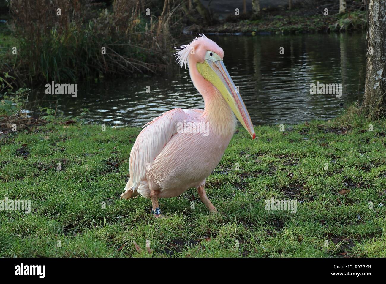 Tierische Abenteuer im ZSL London Zoo vom 20. Dezember 2018 Stockfoto