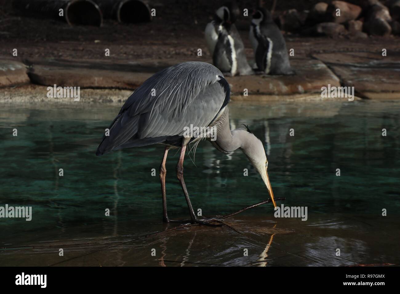 Tierische Abenteuer im ZSL London Zoo vom 20. Dezember 2018 Stockfoto