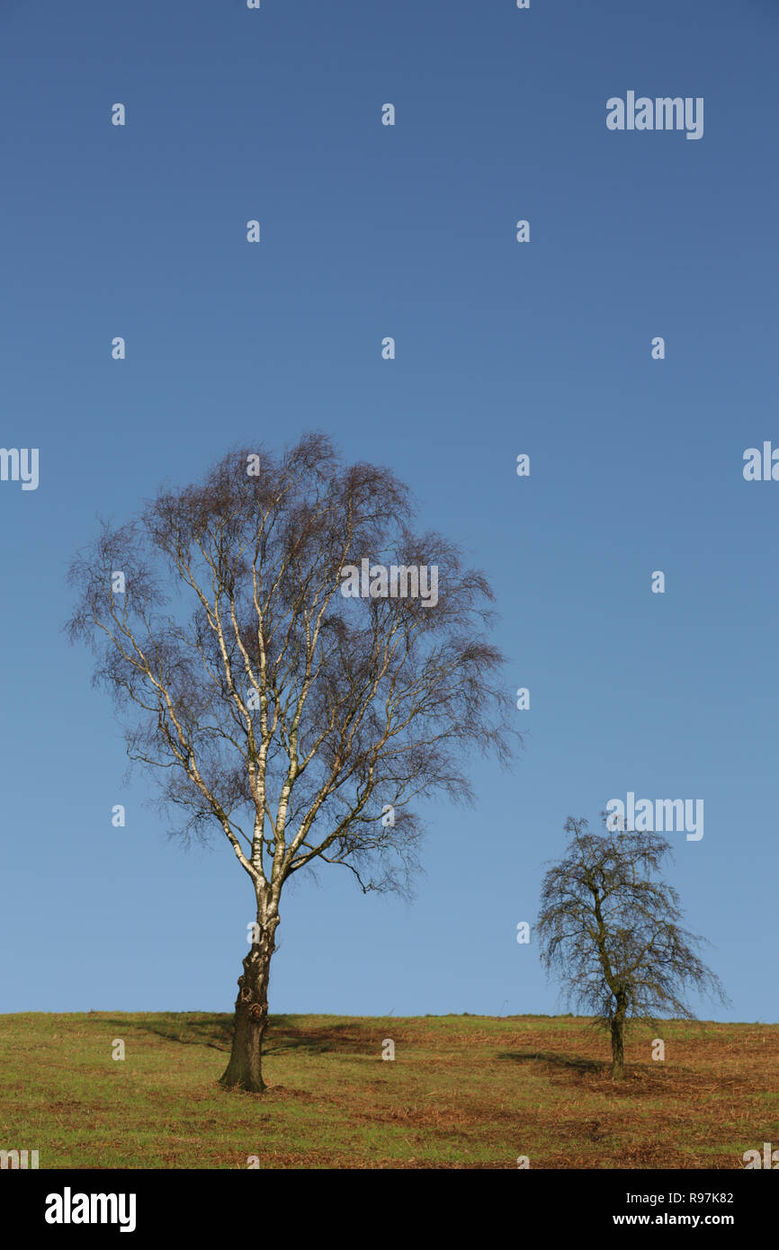 Zwei Bäume vor blauem Himmel im Winter. Stockfoto