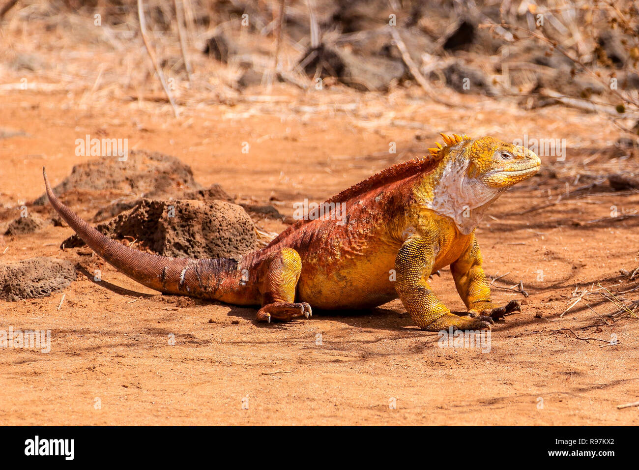 Galapagos Land Iguana (Conslophus subcristatus) auf Dragon Hill, Santa Cruz, Galápagos. Stockfoto