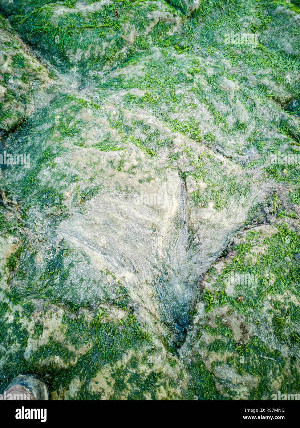 Die berühmten Fußabdrücke von Dinosauriern zu einem corran Strand von staffin auf die Isle of Skye - Schottland Stockfoto