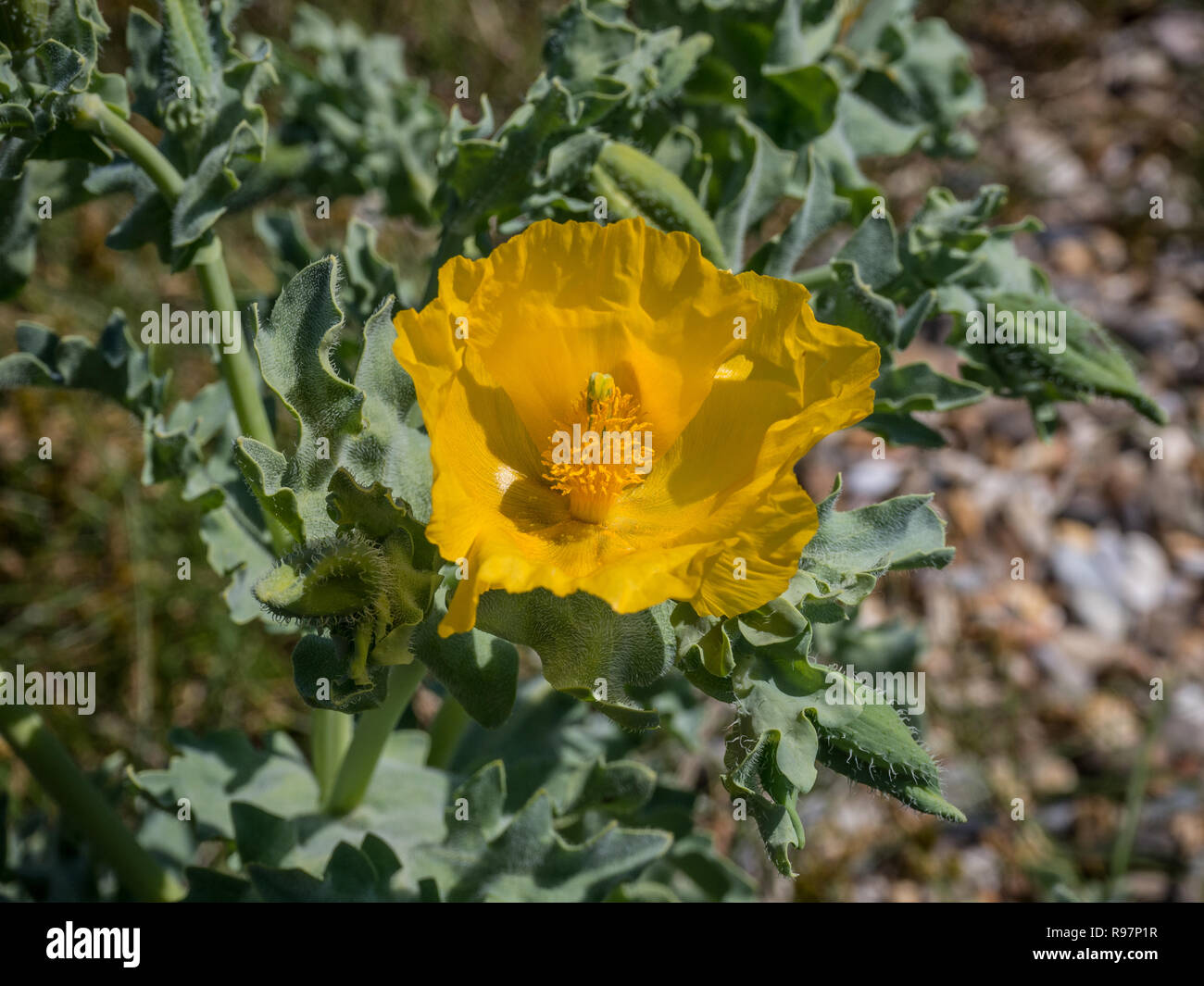 Eine einzige Goldene gelbe Blume der Gehörnten poppy Glaucium flavum mit Laub im Hintergrund. Stockfoto