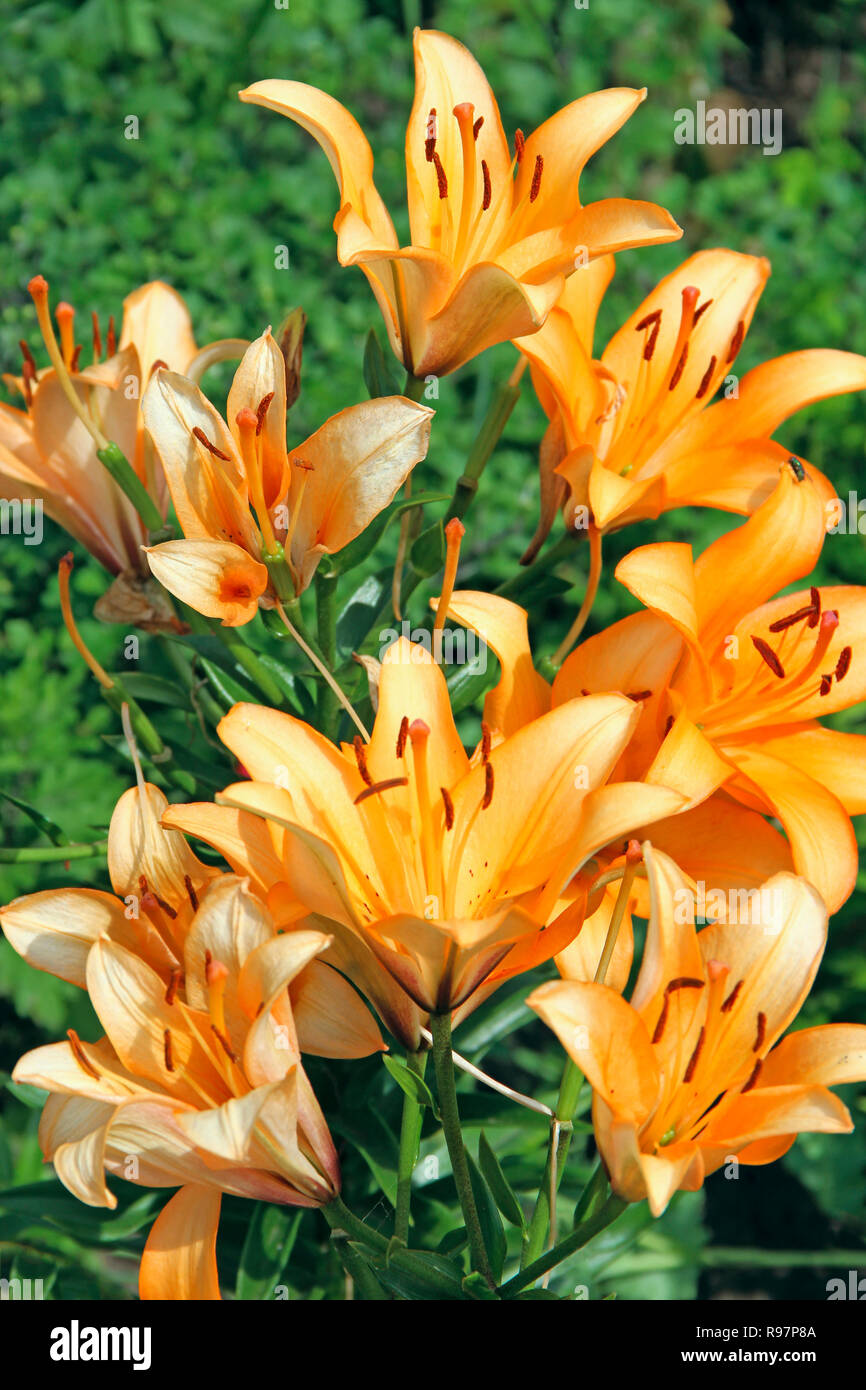 Schöne gelbe Lilien. Gelbe blumen Lilien im Garten wächst. Gelbe Lilie im Garten blühen Stockfoto