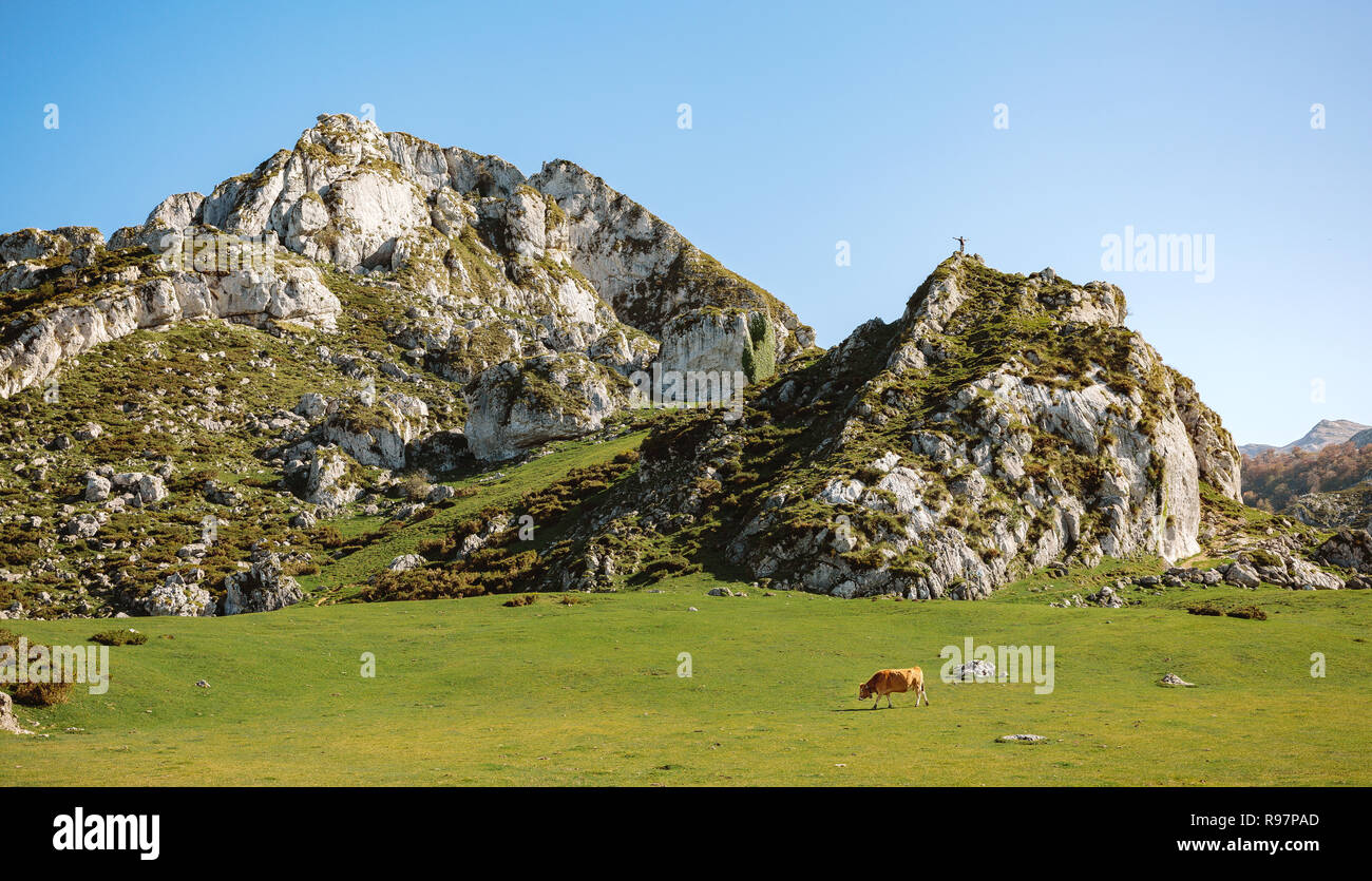 Bergsteiger auf einem Felsen und Kuh auf dem Gras Stockfoto