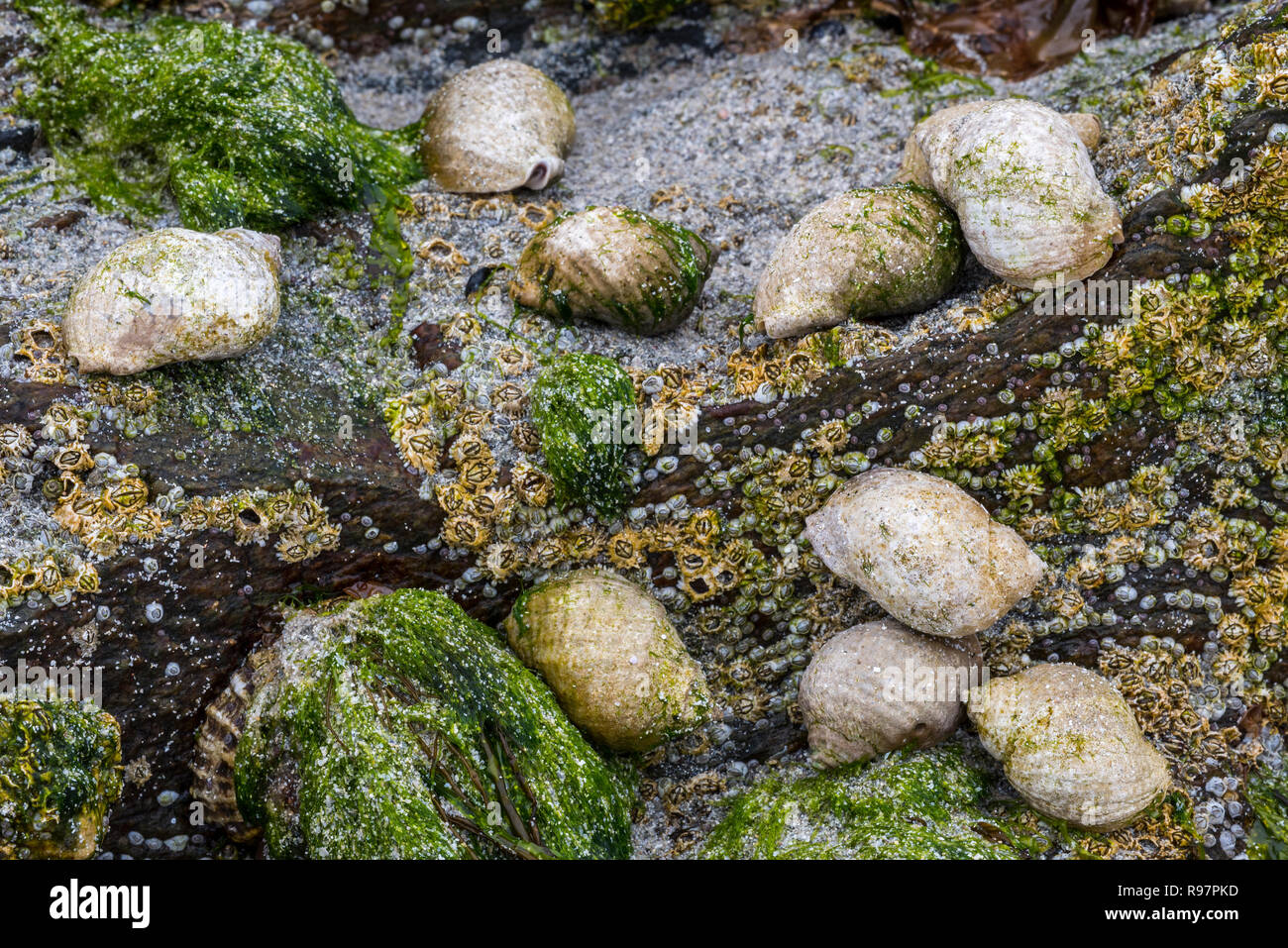 Hund Wellhornschnecken/dogwhelks, Atlantic dogwinkles (Nucella lapillus/Buccinum filosa) Fütterung mit Seepocken auf Felsen in der Gezeiten rockpool Stockfoto
