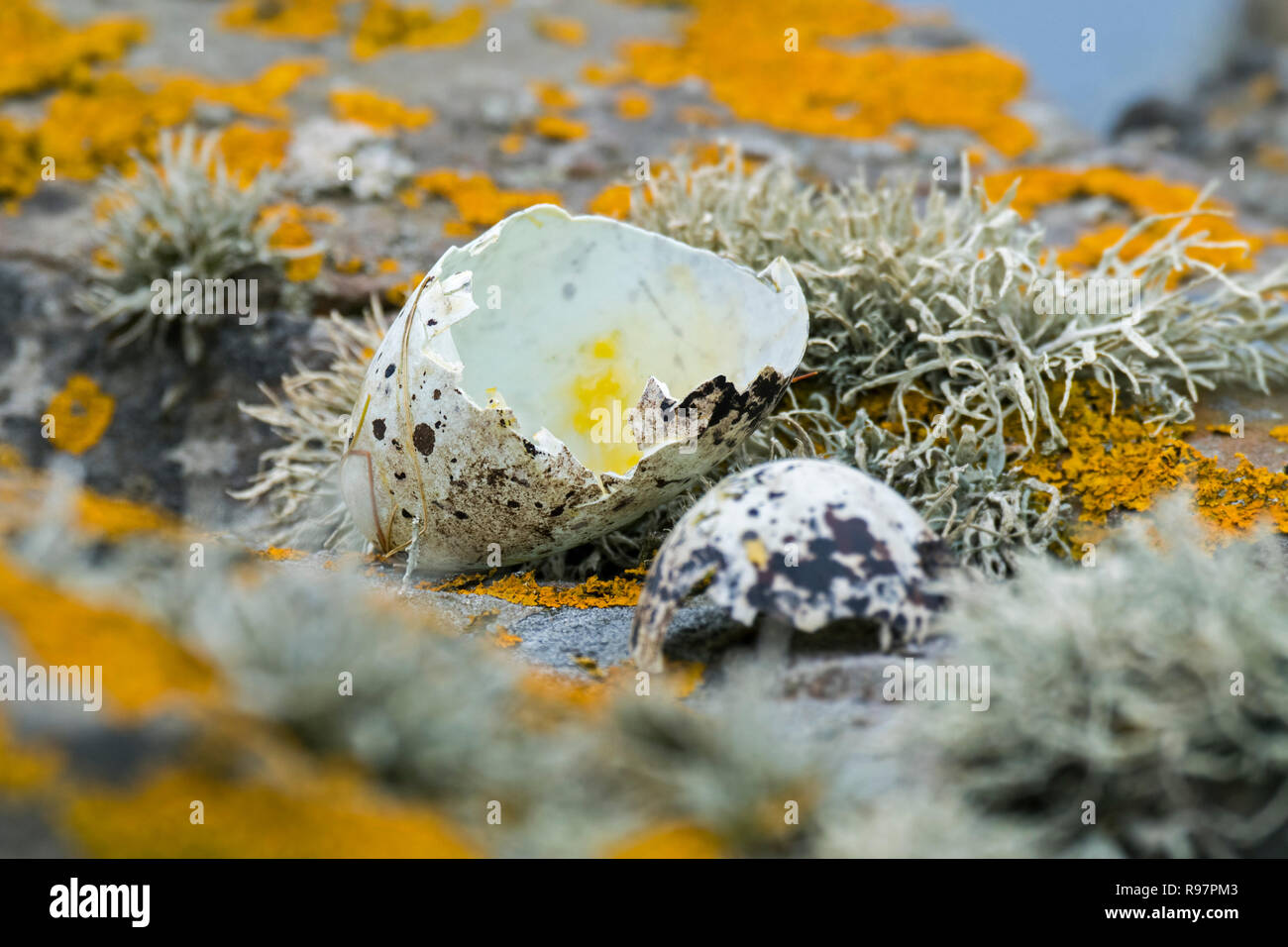 Vordatierte Eierschalen der tordalk (Alca torda) gebrochen und durch Silbermöwe oder Große Raubmöwe im Frühjahr, Schottland gegessen, Großbritannien Stockfoto