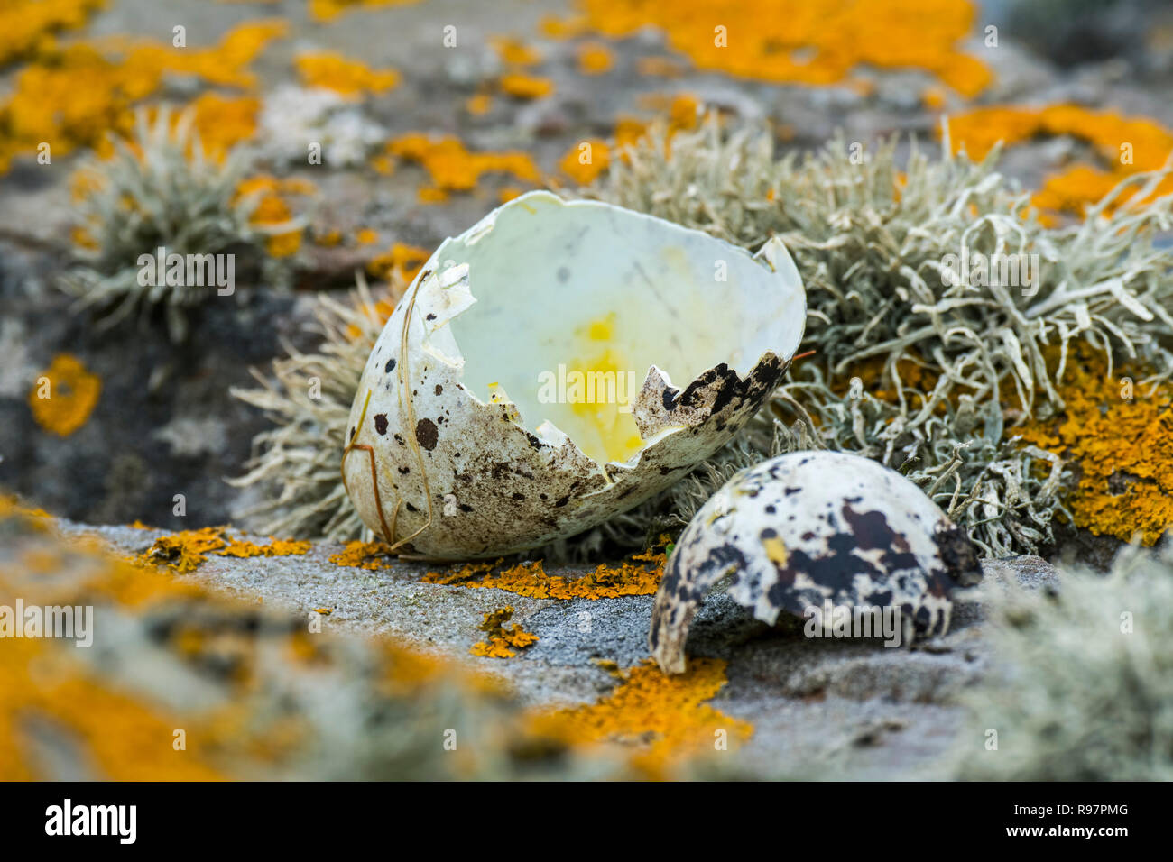 Vordatierte Eierschalen der tordalk (Alca torda) gebrochen und durch Silbermöwe oder Große Raubmöwe im Frühjahr, Schottland gegessen, Großbritannien Stockfoto