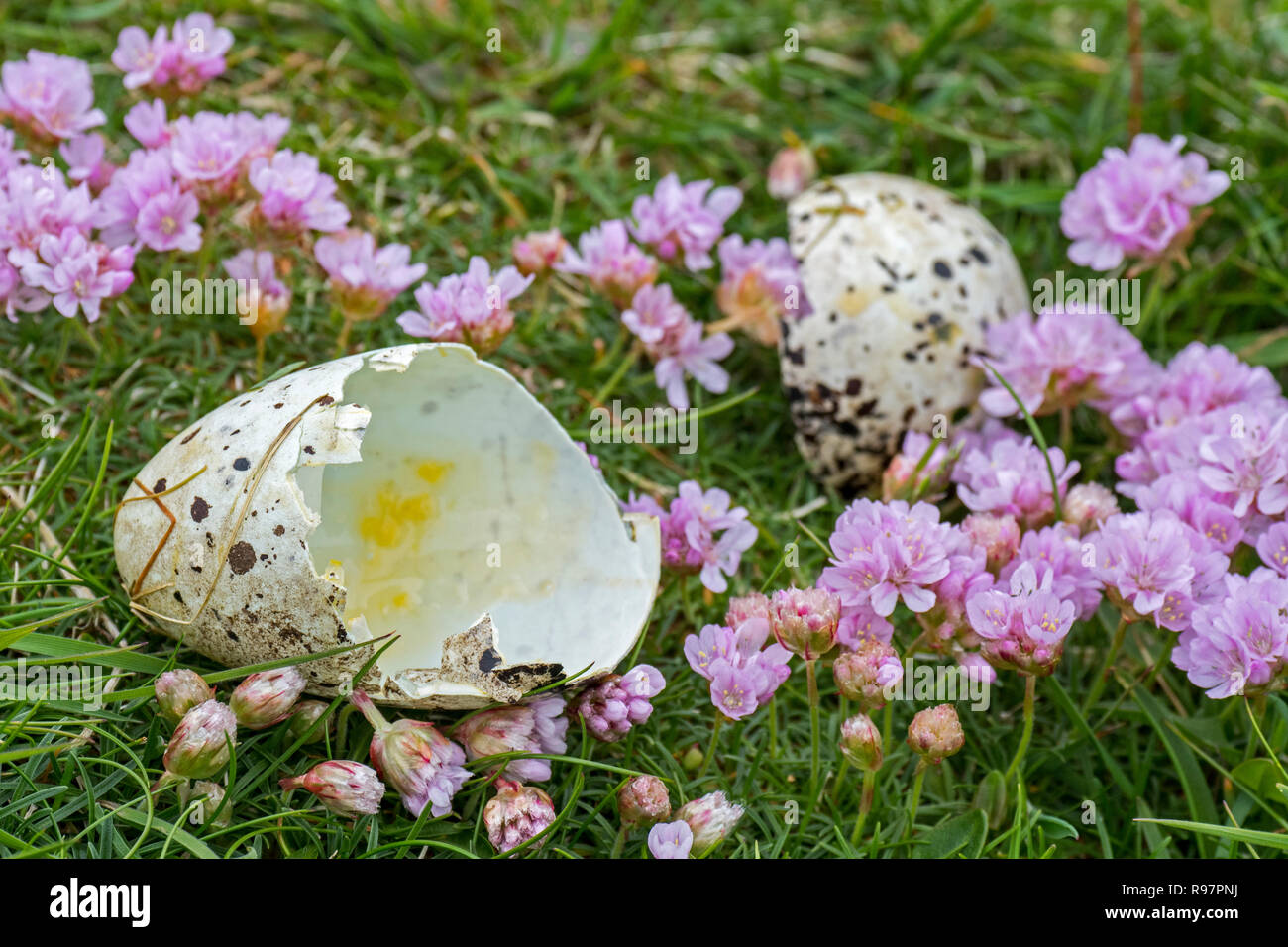 Vordatierte Eierschalen der tordalk (Alca torda) gebrochen und durch Silbermöwe oder Große Raubmöwe im Frühjahr, Schottland gegessen, Großbritannien Stockfoto