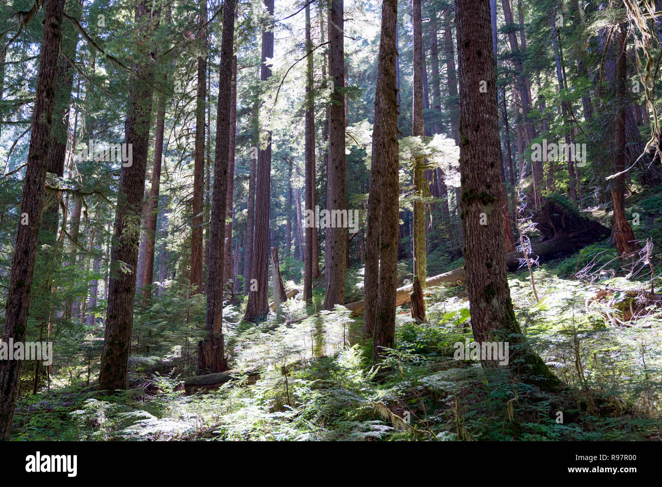 Sonnenstrahlen durch den Wald, Bäume beleuchtet durch Sonnenstrahlen Stockfoto