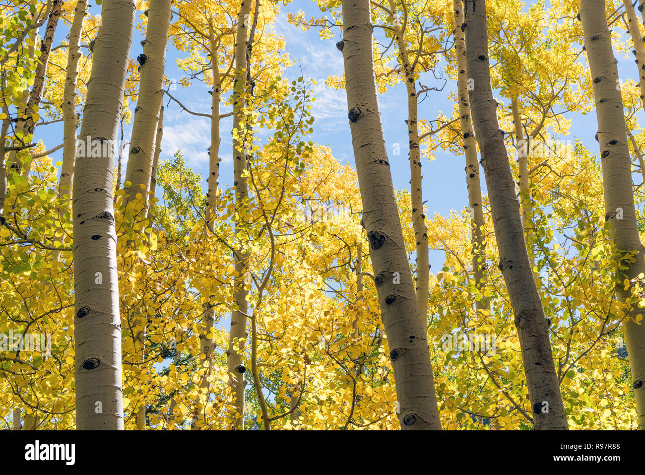 Gelbe Aspen Bäume mit Herbstlaub, Herbst, Bäume Stockfoto