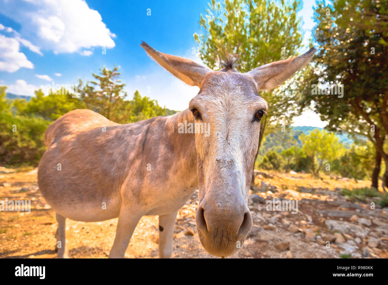 Dalmatinischen Insel Esel in der Natur, Tiere in freier Wildbahn, Kroatien Stockfoto